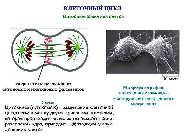 КЛЕТОЧНЫЙ ЦИКЛ Цитокинез животной клетки сократительное кольцо из актиновых и миозиновых филаментов 10 мкм
