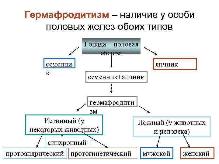 Половые железы схема