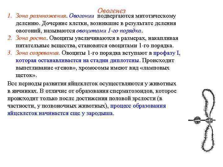 Овогенез 1. Зона размножения. Овогонии подвергаются митотическому делению. Дочерние клетки, возникшие в результате деления