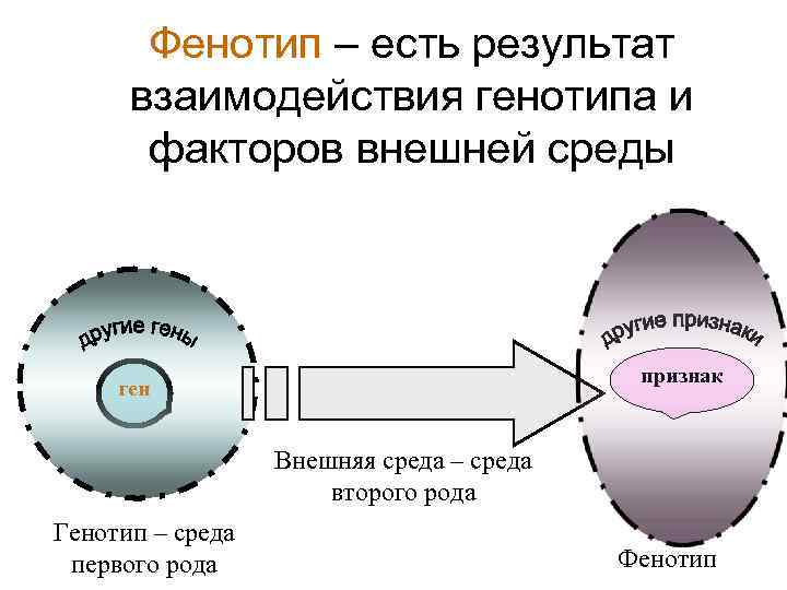 Фенотип признаки