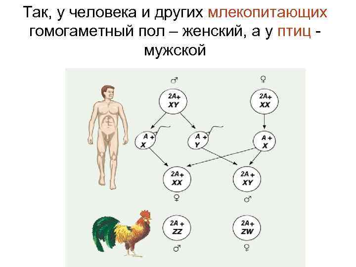 Так, у человека и других млекопитающих гомогаметный пол – женский, а у птиц мужской