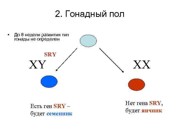 2. Гонадный пол • До 8 недели развития тип гонады не определен SRY ХY