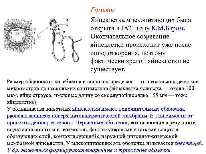 Гаметы Яйцеклетка млекопитающих была открыта в 1821 году К. М. Бэром. Окончательное созревание яйцеклетки