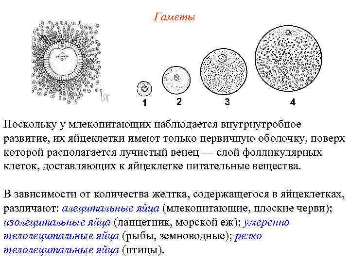 Гаметы Поскольку у млекопитающих наблюдается внутриутробное развитие, их яйцеклетки имеют только первичную оболочку, поверх