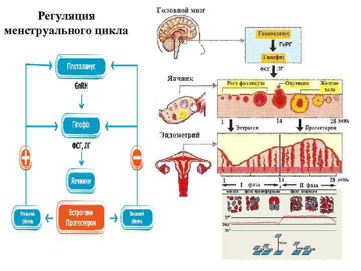 Схема регуляции менструационного цикла