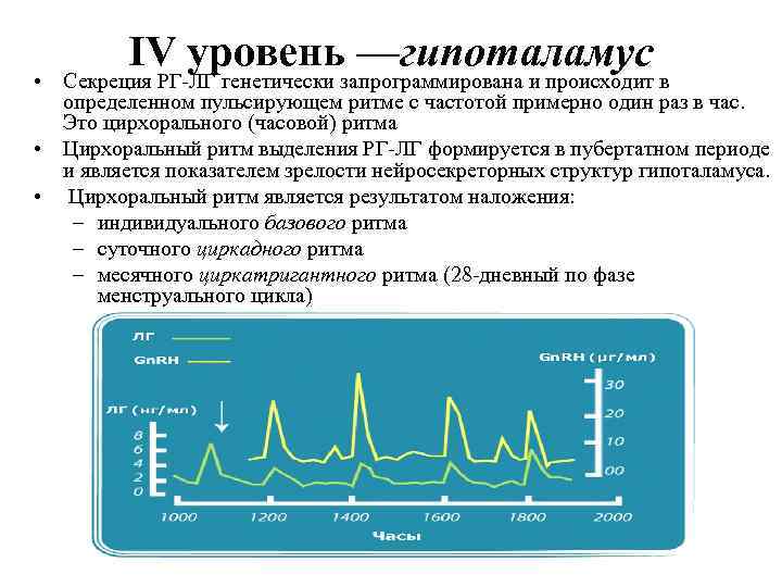 IV уровень —гипоталамус • Секреция РГ-ЛГ генетически запрограммирована и происходит в определенном пульсирующем ритме