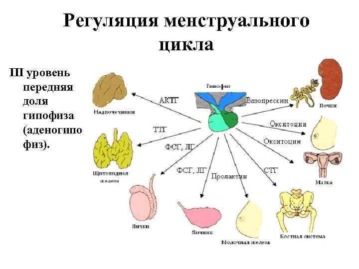 Регуляция менструального цикла III уровень передняя доля гипофиза (аденогипо физ). 