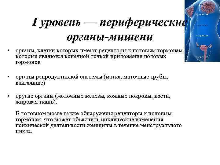 I уровень — периферические органы-мишени • органы, клетки которых имеют рецепторы к половым гормонам,