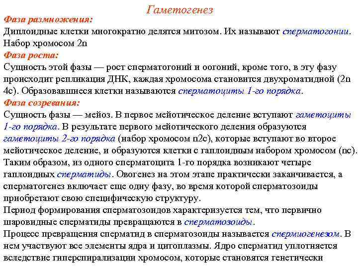 Гаметогенез Фаза размножения: Диплоидные клетки многократно делятся митозом. Их называют сперматогонии. Набор хромосом 2