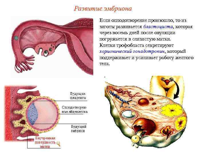 Развитие эмбриона Если оплодотворение произошло, то из зиготы развивается бластоциста, которая через восемь дней