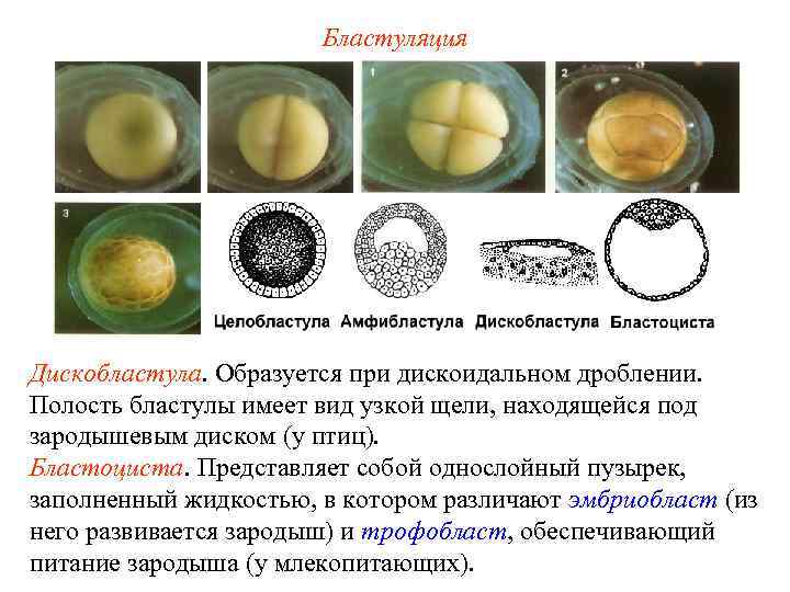 Однослойный зародыш в форме шара. Целобластула амфибластула дискобластула бластоциста. Дискоидальное дробление характерно для яйцеклеток. Бластула птиц. Типы бластул.