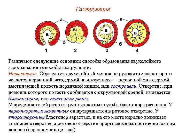 Гаструляция Различают следующие основные способы образования двухслойного зародыша, или способы гаструляции: Инвагинация. Образуется двухслойный