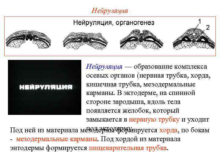 Нейруляция — образование комплекса осевых органов (нервная трубка, хорда, кишечная трубка, мезодермальные карманы. В