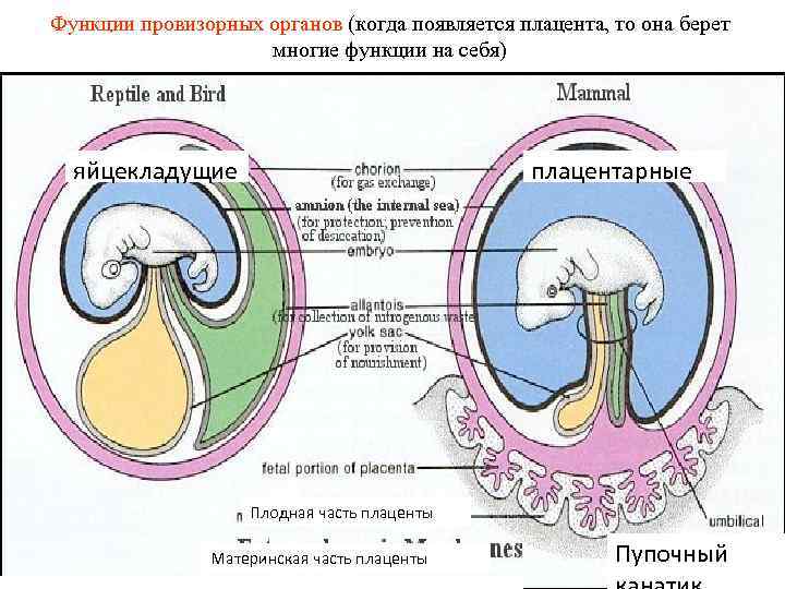 Функции провизорных органов (когда появляется плацента, то она берет многие функции на себя) яйцекладущие