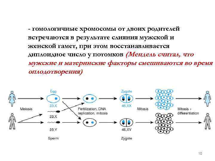 - гомологичные хромосомы от двоих родителей встречаются в результате слияния мужской и женской гамет,