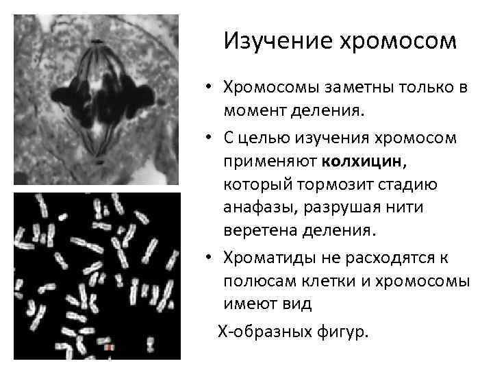 Изучение хромосом • Хромосомы заметны только в момент деления. • С целью изучения хромосом