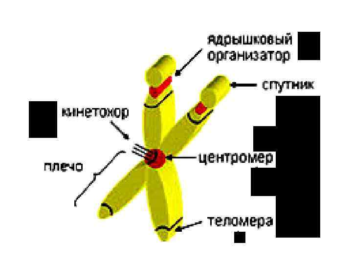 Биология хромосомная теория. Хромосомная теория наследования. Хромосомная теория наследственности Моргана. Современная хромосомная теория наследственности. Теория наследственности Моргана.