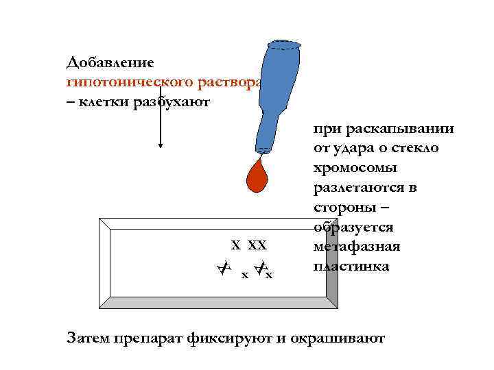 Добавление гипотонического раствора – клетки разбухают Х ХХ Х Х х х при раскапывании