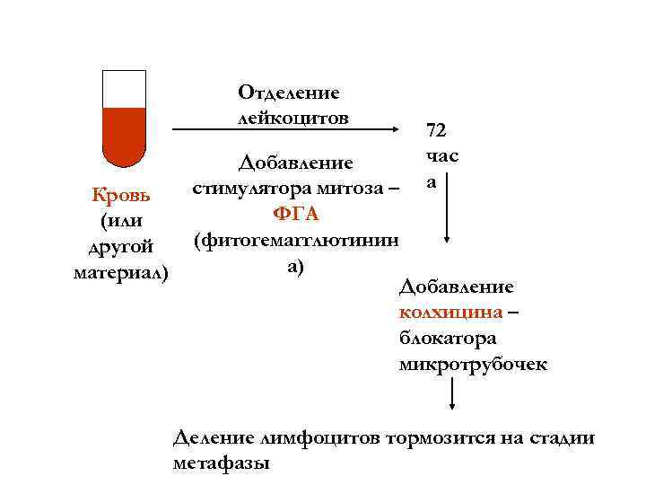 Отделение лейкоцитов Кровь (или другой материал) 72 час а Добавление стимулятора митоза – ФГА