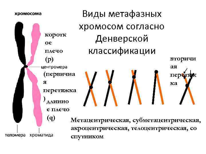 Общий план строения хромосомы