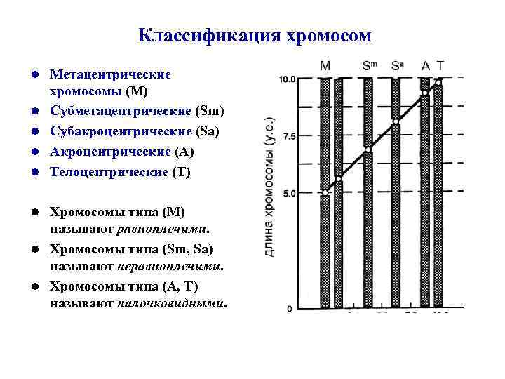 Классификация хромосом l l l Метацентрические хромосомы (М) Субметацентрические (Sm) Субакроцентрические (Sа) Акроцентрические (А)