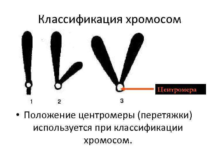 Классификация хромосом Центромера • Положение центромеры (перетяжки) используется при классификации хромосом. 