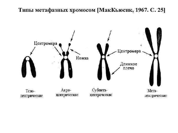 Центромеры хромосом