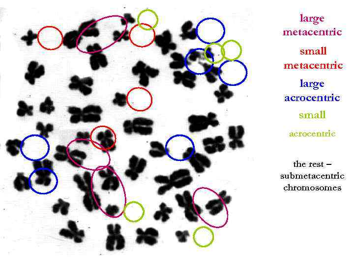 large metacentric small metacentric large acrocentric small acrocentric the rest – submetacentric chromosomes 