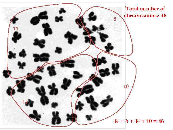 8 Total number of chromosomes: 46 14 10 14 14 + 8 + 14