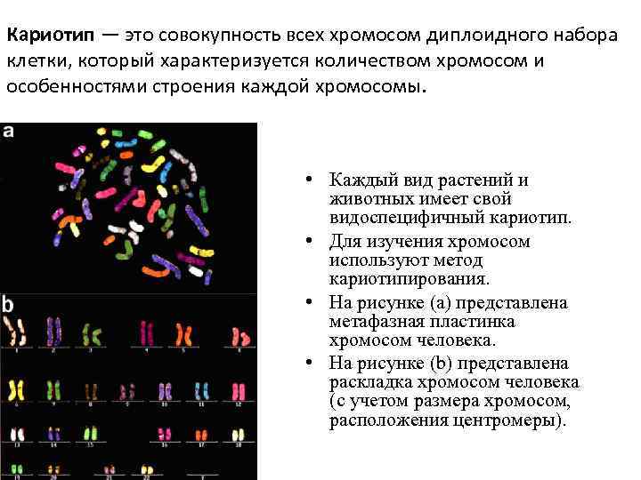 Вегетативная клетка набор хромосом