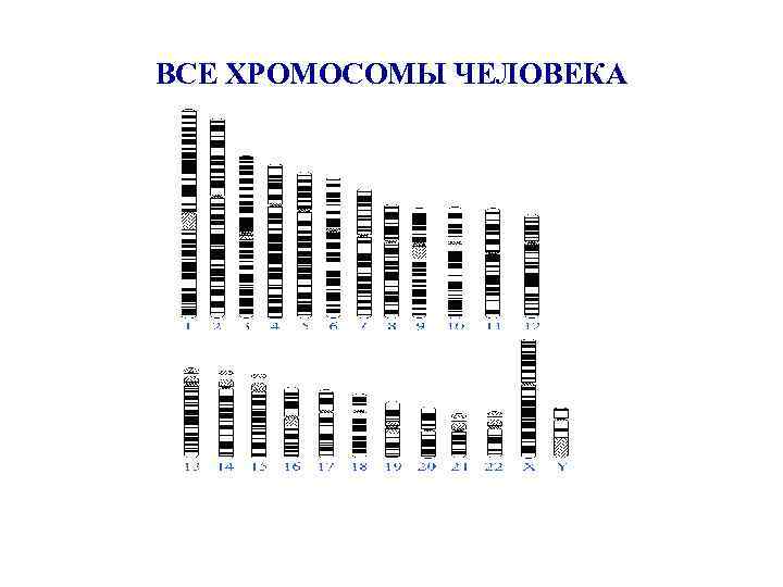 ВСЕ ХРОМОСОМЫ ЧЕЛОВЕКА 