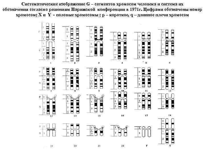 Систематические изображение G – сегментов хромосом человека и система их обозначения согласно решениям Парижской