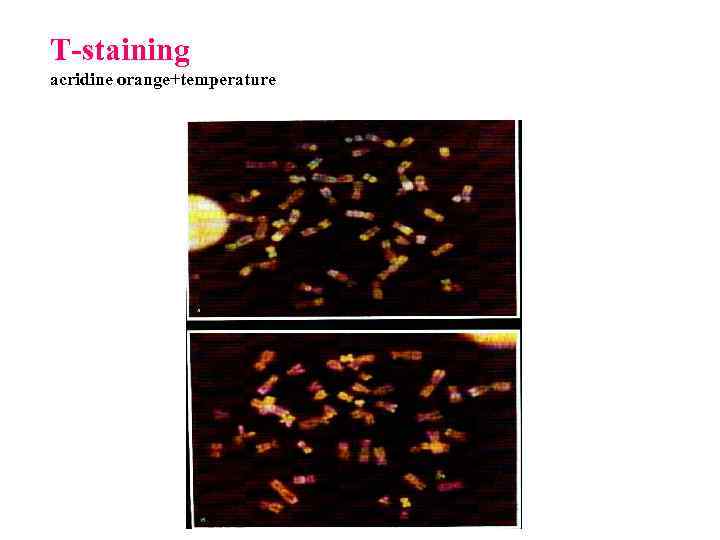 Т-staining acridine orange+temperature 