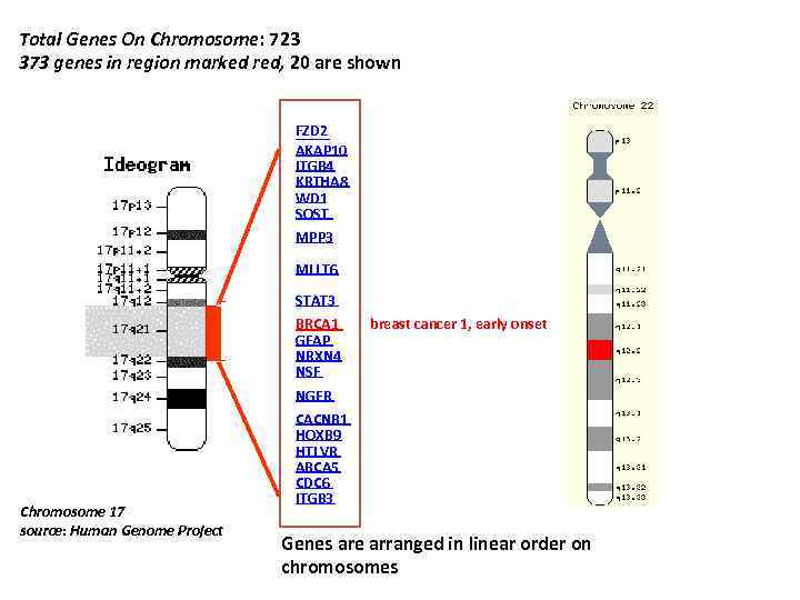 Total Genes On Chromosome: 723 373 genes in region marked red, 20 are shown