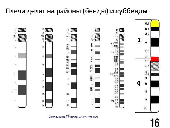 Плечи делят на районы (бенды) и суббенды 