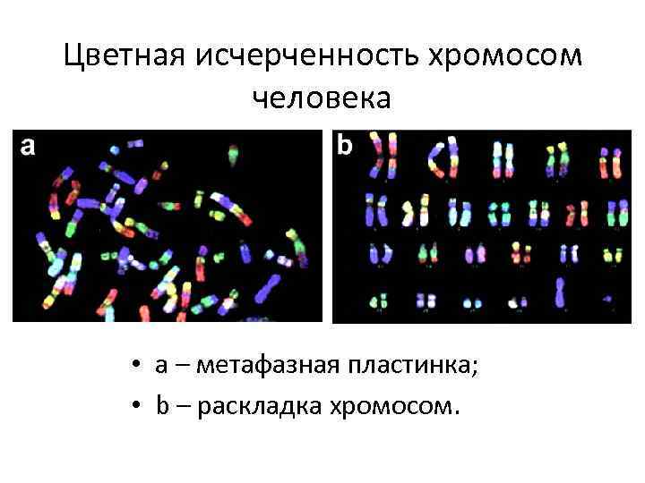 Цветная исчерченность хромосом человека • a – метафазная пластинка; • b – pаскладка хромосом.