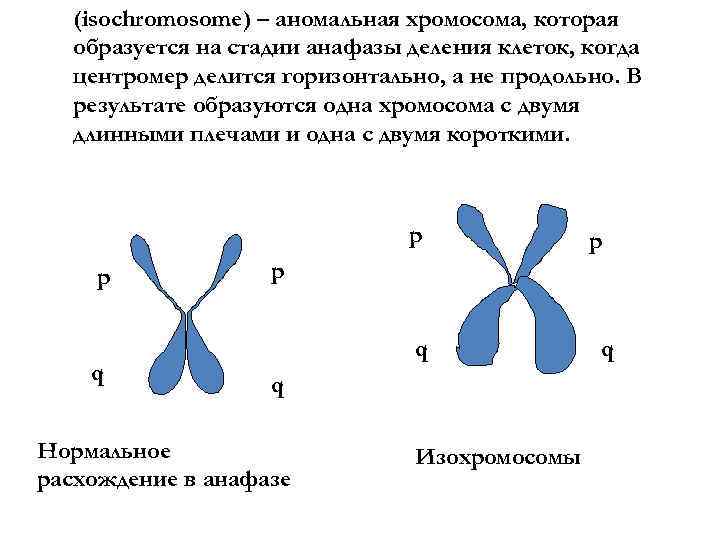 (isochromosome) – аномальная хромосома, которая образуется на стадии анафазы деления клеток, когда центромер делится