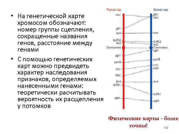 Секвенсовая карта хромосом