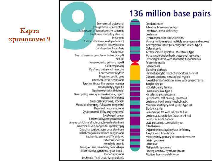 Карта хромосомы 9 