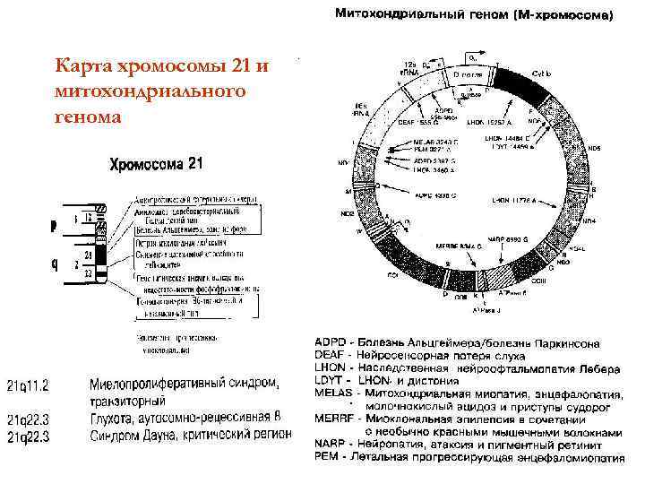 Карта хромосомы 21 и митохондриального генома 