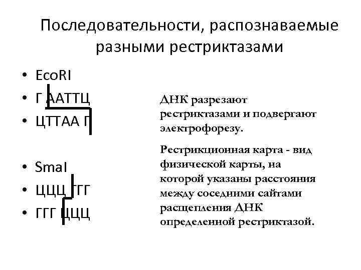 Последовательности, распознаваемые разными рестриктазами • Eco. RI • Г ААТТЦ • ЦТТАА Г •