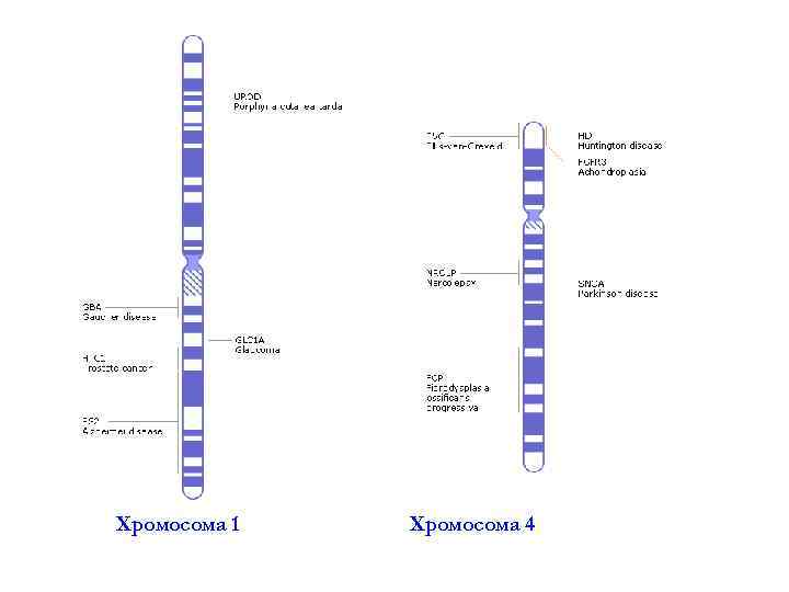 Хромосома 1 Хромосома 4 