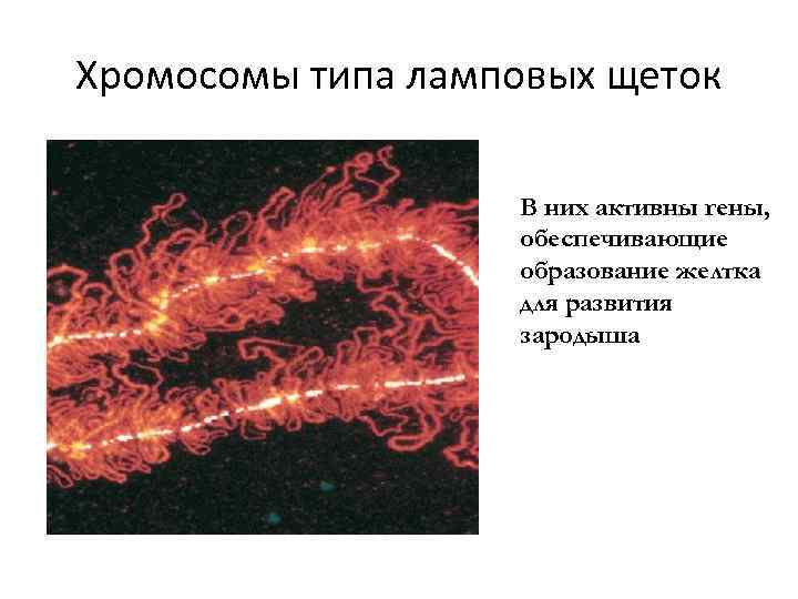 Хромосомы типа ламповых щеток В них активны гены, обеспечивающие образование желтка для развития зародыша
