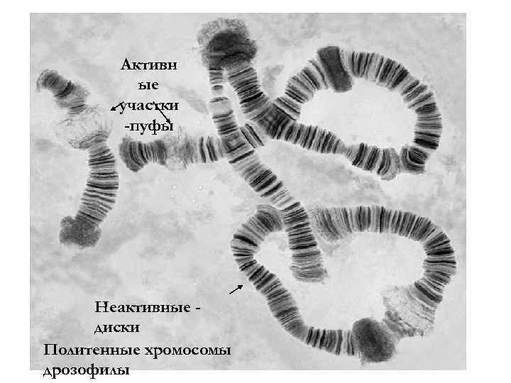 Активн ые участки -пуфы Неактивные диски Политенные хромосомы дрозофилы 