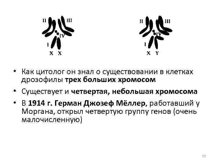  • Как цитолог он знал о существовании в клетках дрозофилы трех больших хромосом