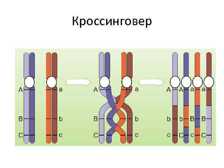 Кроссинговер 