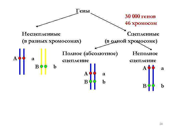 Гены расположены в разной хромосоме