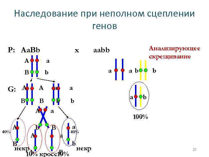 Сцепленное наследование генов