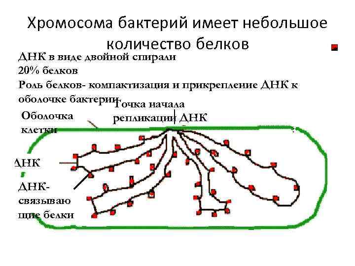 Хромосома бактерий имеет небольшое количество белков ДНК в виде двойной спирали 20% белков Роль