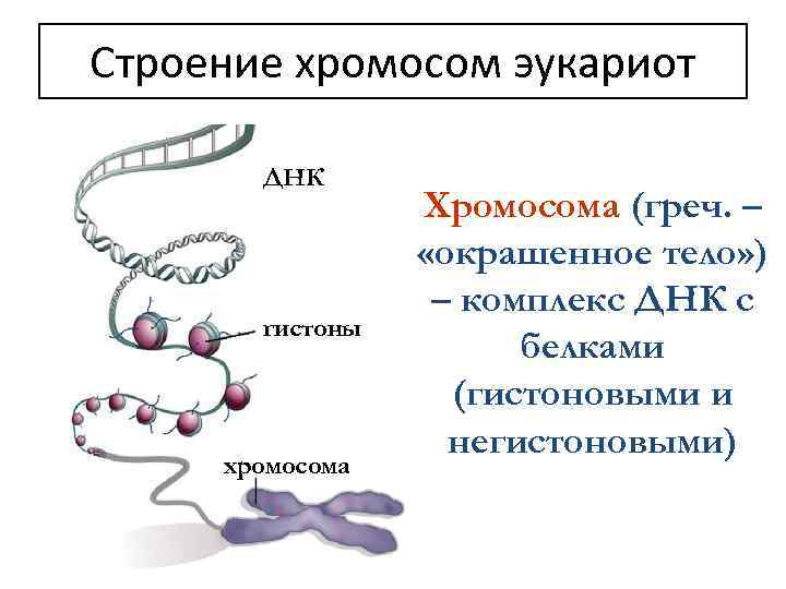 Сколько днк в хромосоме. Строение ДНК И хромосом. Хромосомы это комплекс ДНК И. Строение хромосомы теория. Определение и строение хромосом.